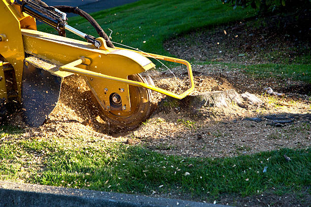 Best Tree Trimming Near Me  in District Heights, MD